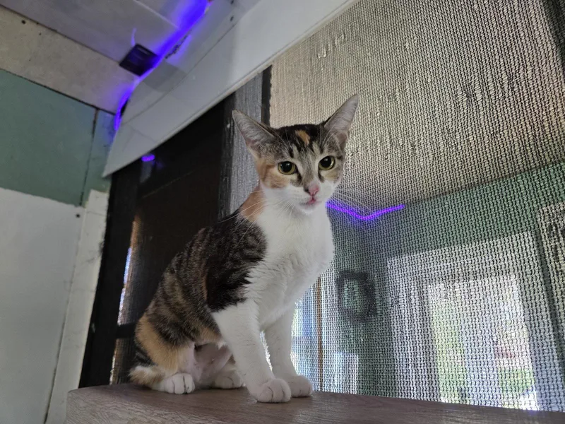 A baby medium-sized female Domestic Short Hair cat named Princessa Petal for adoption in Trenton, NJ