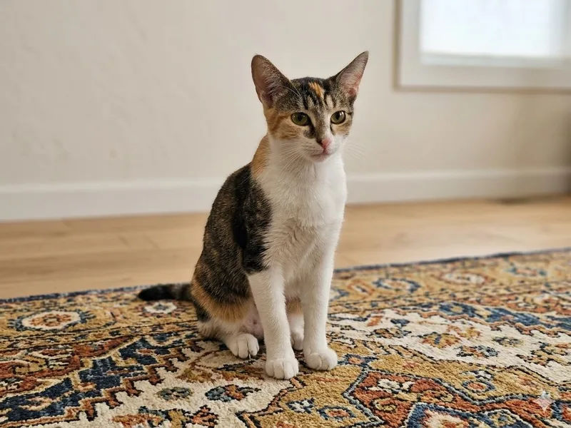 Princessa Petal thumbnail 2