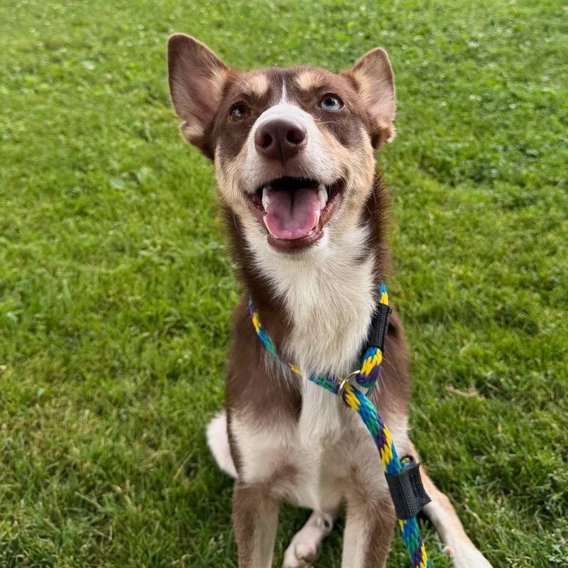 A young medium-sized male Husky dog named Newt for adoption in Philadelphia, PA