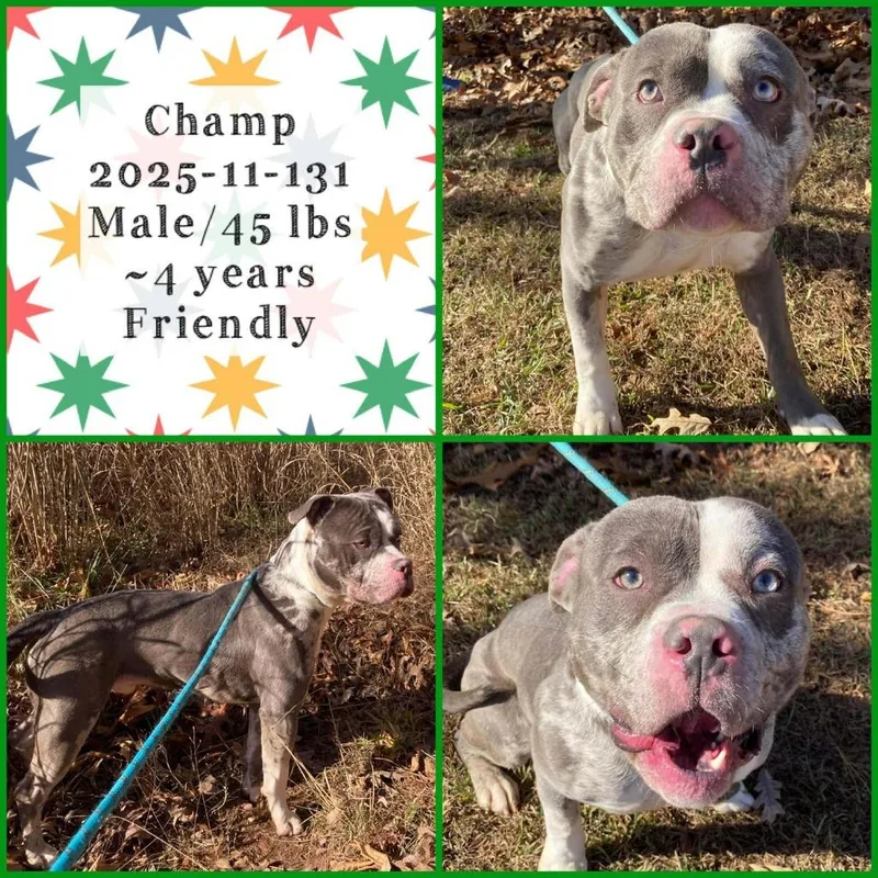 An adult medium-sized male Pit Bull Terrier dog named Champ for adoption in Winder, GA