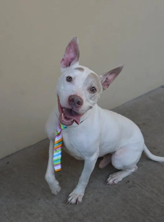 A senior large-sized male Pit Bull Terrier dog named Kane for adoption in McKinney, TX