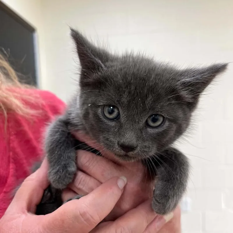 A baby small-sized male Gray / Blue / Silver Domestic Short Hair cat named Svasstray for adoption in Lyndhurst, VA