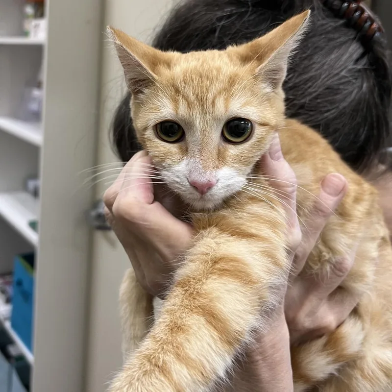 A young medium-sized female Orange / Red Domestic Short Hair cat named Marcella for adoption in Las Vegas, NV