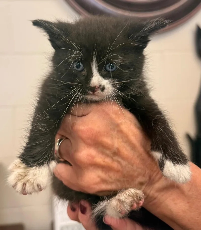 A baby small-sized female Domestic Short Hair cat named Cordelia for adoption in Defiance, OH