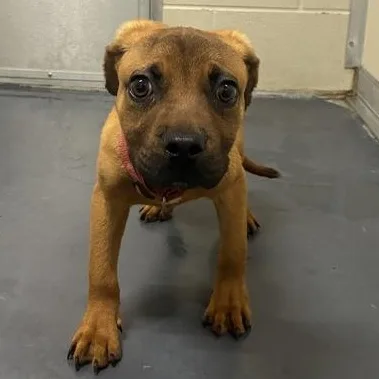 A young small-sized male Brown / Chocolate Mixed Breed dog named Kiba for adoption in Converse, TX