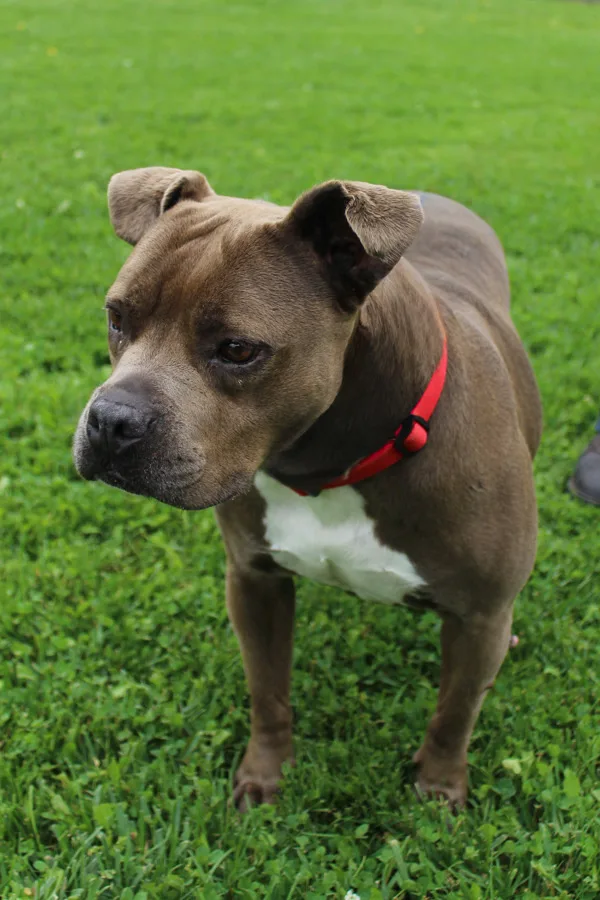 A senior medium-sized female Pit Bull Terrier dog named Risa for adoption in Napa, CA