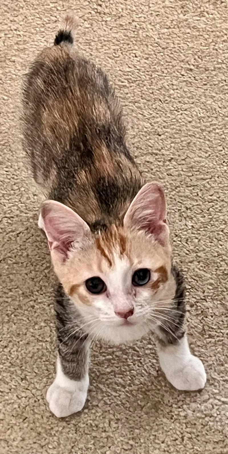 A baby medium-sized female Torbie Domestic Short Hair cat named Kiwi for adoption in Landenberg, PA