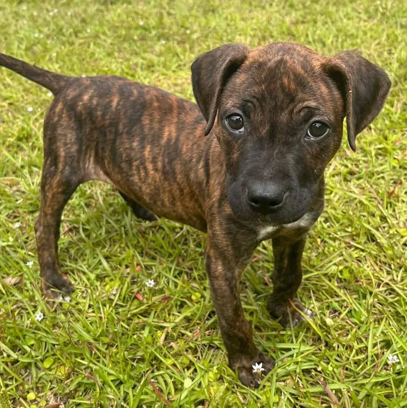 A baby medium-sized female Black Mouth Cur dog named Bean for adoption in Grand Bay, AL