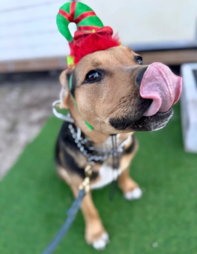 A young medium-sized male Black American Staffordshire Terrier dog named Tank for adoption in Tavares, FL