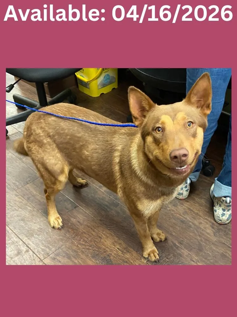 A young large-sized female Shepherd dog named Dog Kennel  Bella for adoption in Greenville, TX
