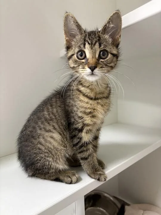 A baby small-sized female Domestic Short Hair cat named Caris for adoption in Jackson, MI