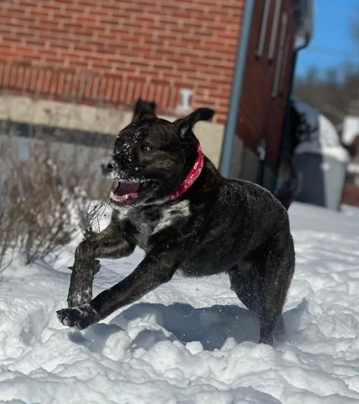 An adult large-sized male Black Mixed Breed dog named Bradley for adoption in Cincinnati, OH