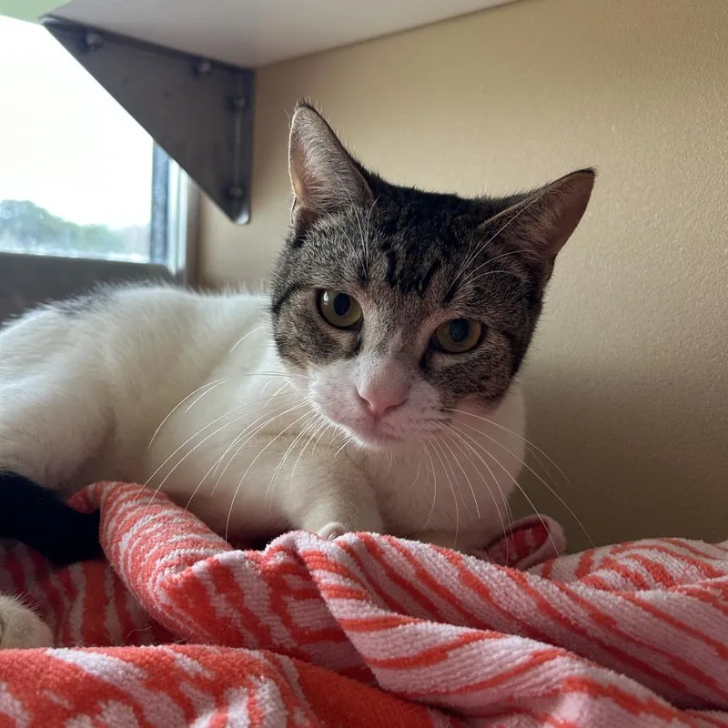 A young medium-sized male White Domestic Short Hair cat named Po for adoption in Leander, TX