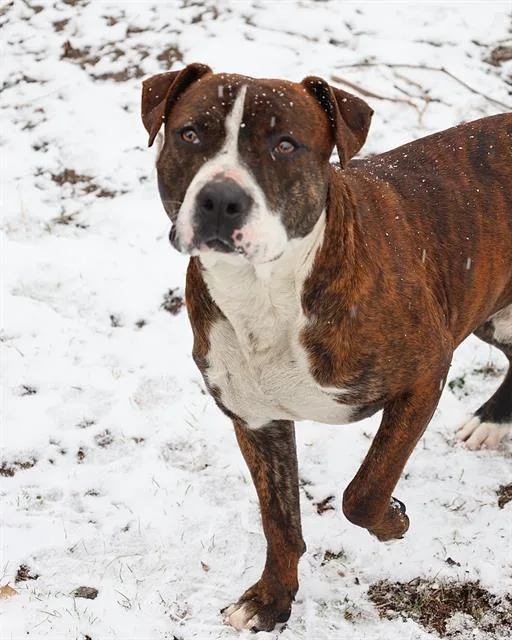 An adult large-sized male Mixed Breed dog named Heartsy for adoption in Columbia, SC