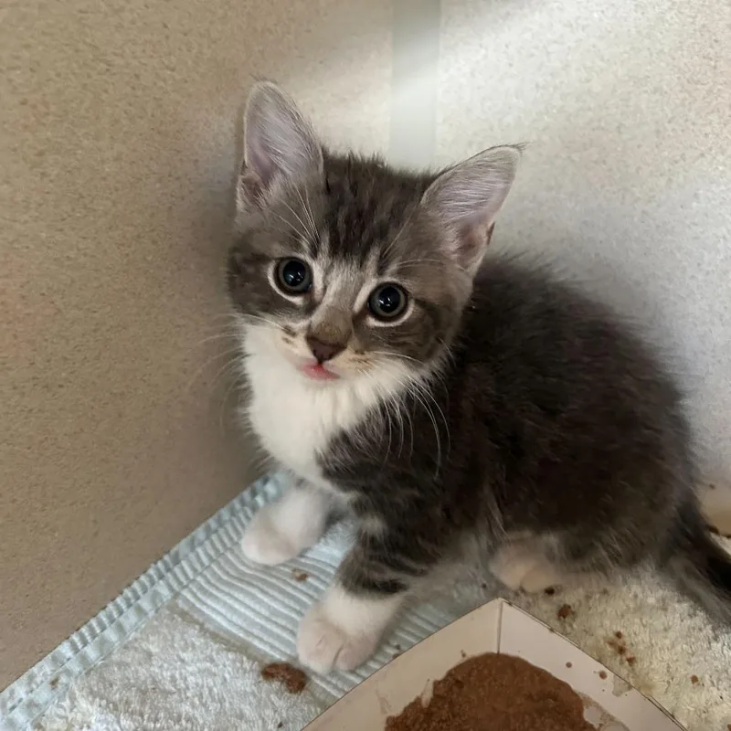 A baby small-sized female Gray / Blue / Silver Domestic Short Hair cat named Duchess for adoption in Redwood City, CA