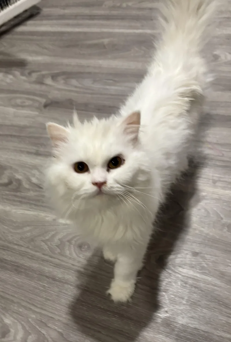 A young medium-sized male White Persian cat named Zosar for adoption in Fairfax, VA