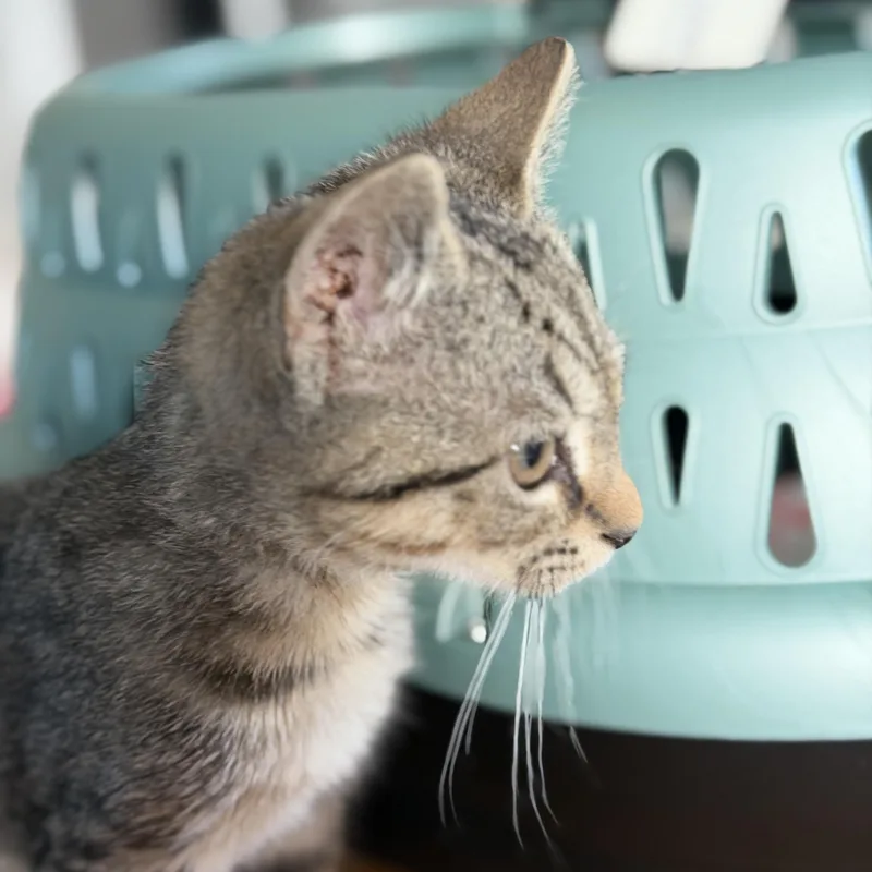 A baby medium-sized male Tabby (Brown / Chocolate) Domestic Short Hair cat named Stalagmite for adoption in Roanoke, VA