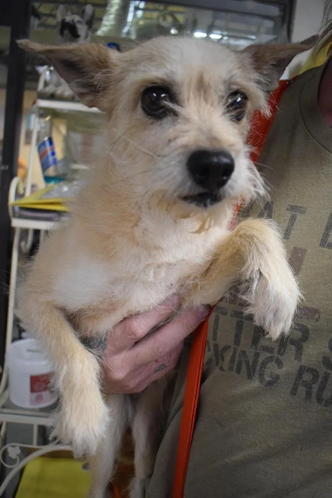 A senior small-sized female Terrier dog named Precious for adoption in Pahrump, NV