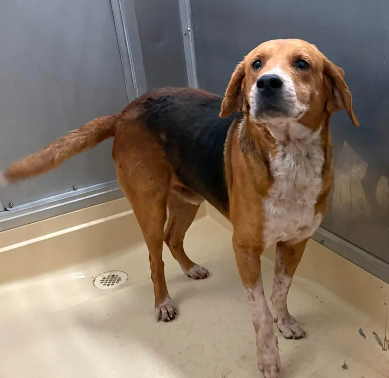 An adult medium-sized male Black Treeing Walker Coonhound dog named Everett for adoption in Burgaw, NC