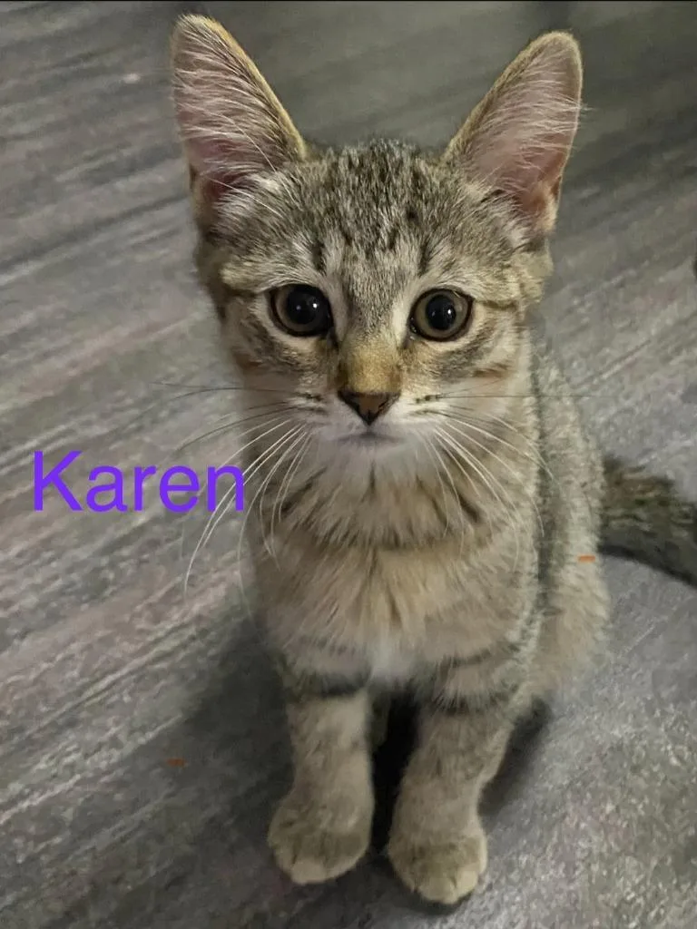A baby small-sized female Domestic Short Hair cat named Karen for adoption in Sprakers, NY