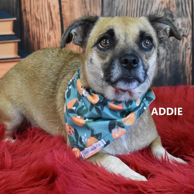 An adult small-sized female Brown / Chocolate Mixed Breed dog named Addie for adoption in Yuma, AZ
