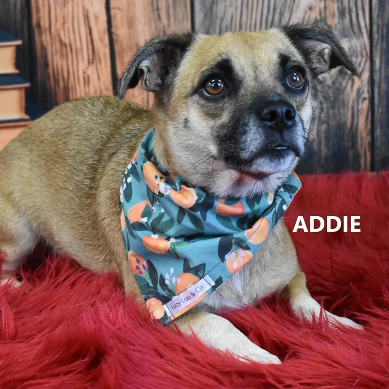 Addie thumbnail 2