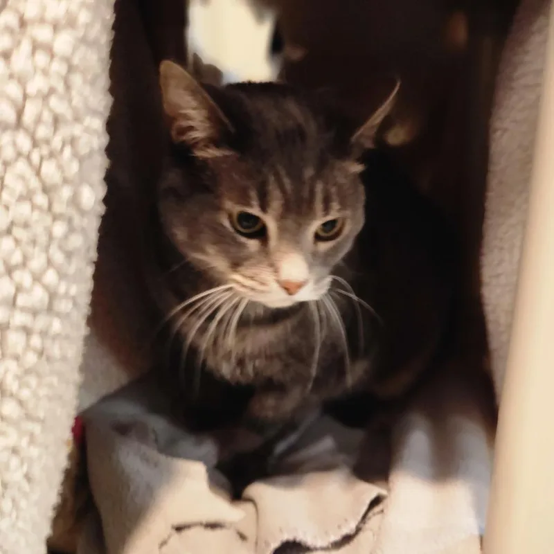 An adult large-sized female Gray / Blue / Silver Domestic Short Hair cat named Zoey for adoption in Grand Rapids, MI