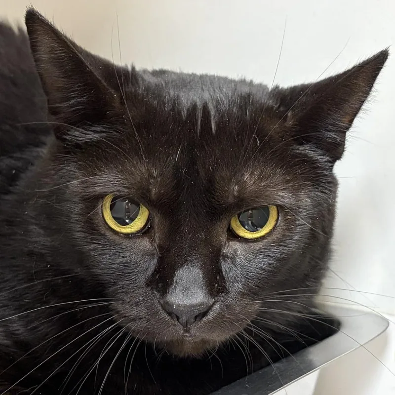 An adult large-sized female Black Domestic Short Hair cat named Ti Ti for adoption in Champaign, IL