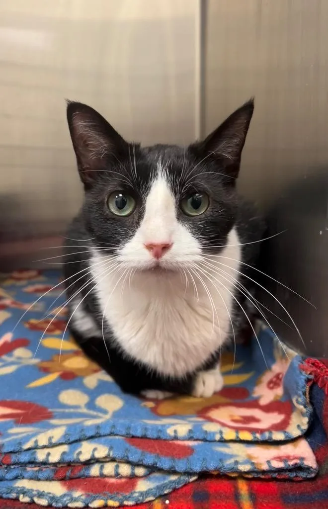 An adult medium-sized male Black & White / Tuxedo Domestic Short Hair cat named Odie for adoption in Frankfort, KY