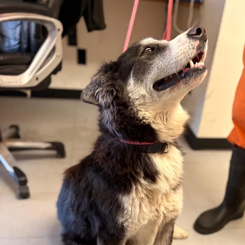A young medium-sized male Black Cattle Dog dog named Selleck for adoption in Douglas, AZ
