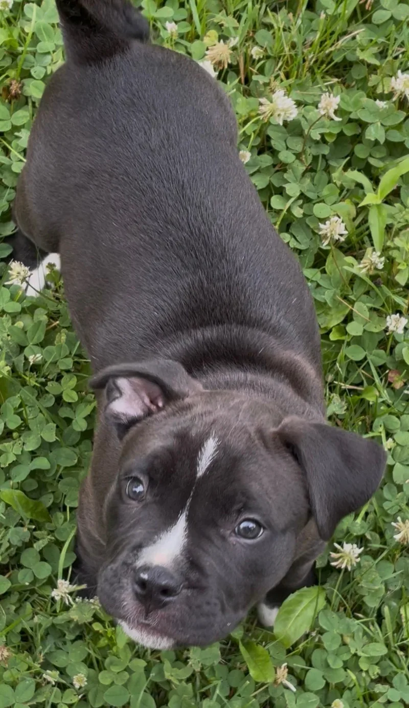 A baby medium-sized male Pit Bull Terrier dog named Felix for adoption in Oxford, MI