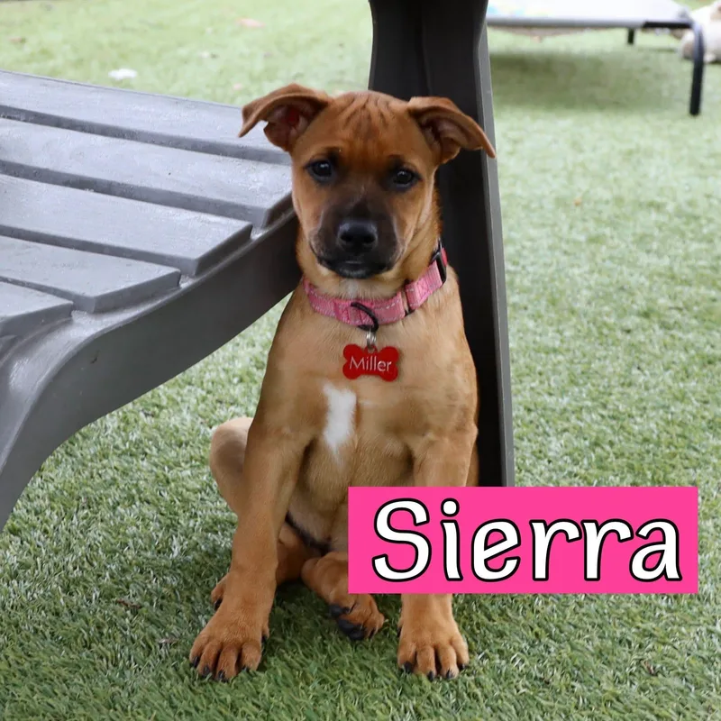 A baby medium-sized male Shepherd dog named Western Litter for adoption in Keller, TX