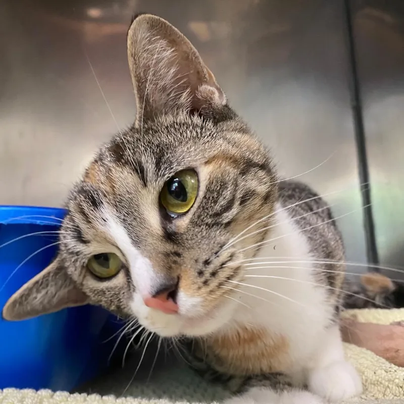 A young medium-sized female Domestic Short Hair cat named Chia for adoption in Fall River, MA