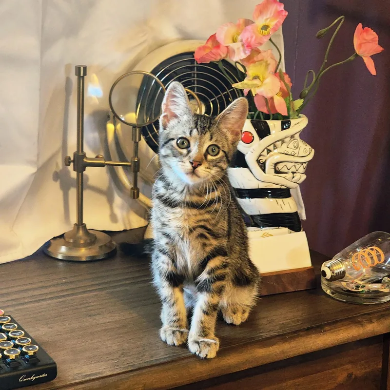 A baby medium-sized male Tabby (Brown / Chocolate) Tabby cat named Floki for adoption in Woodinville, WA
