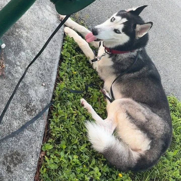 A young large-sized male Husky dog named Blaze for adoption in Weston, FL