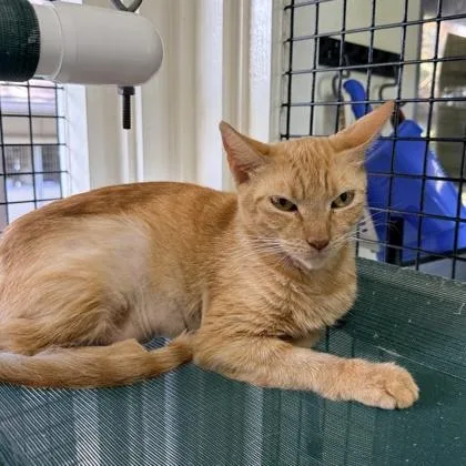 An adult small-sized female Domestic Short Hair cat named Fika for adoption in Honolulu, HI