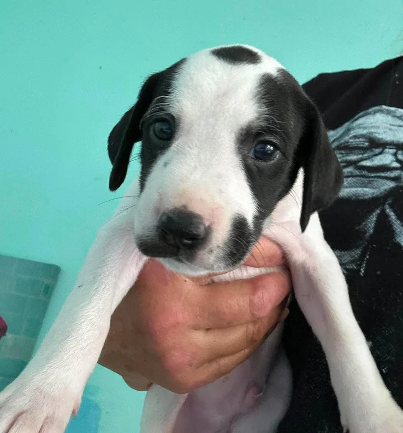A baby large-sized male Irish Setter dog named Sheldon Puppy of for adoption in Osteen, FL