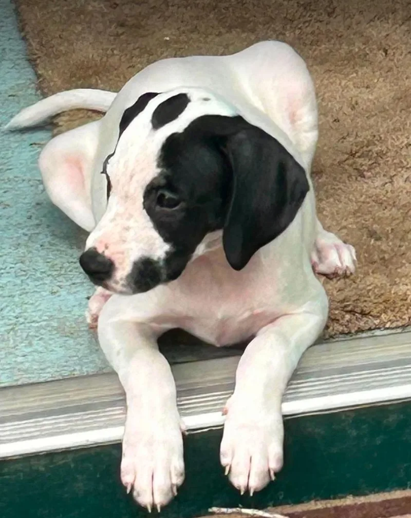 Sheldon  Puppy of thumbnail 2