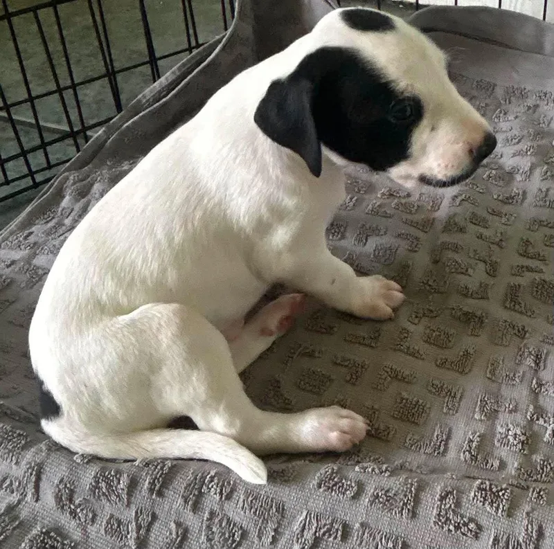 Sheldon  Puppy of thumbnail 3