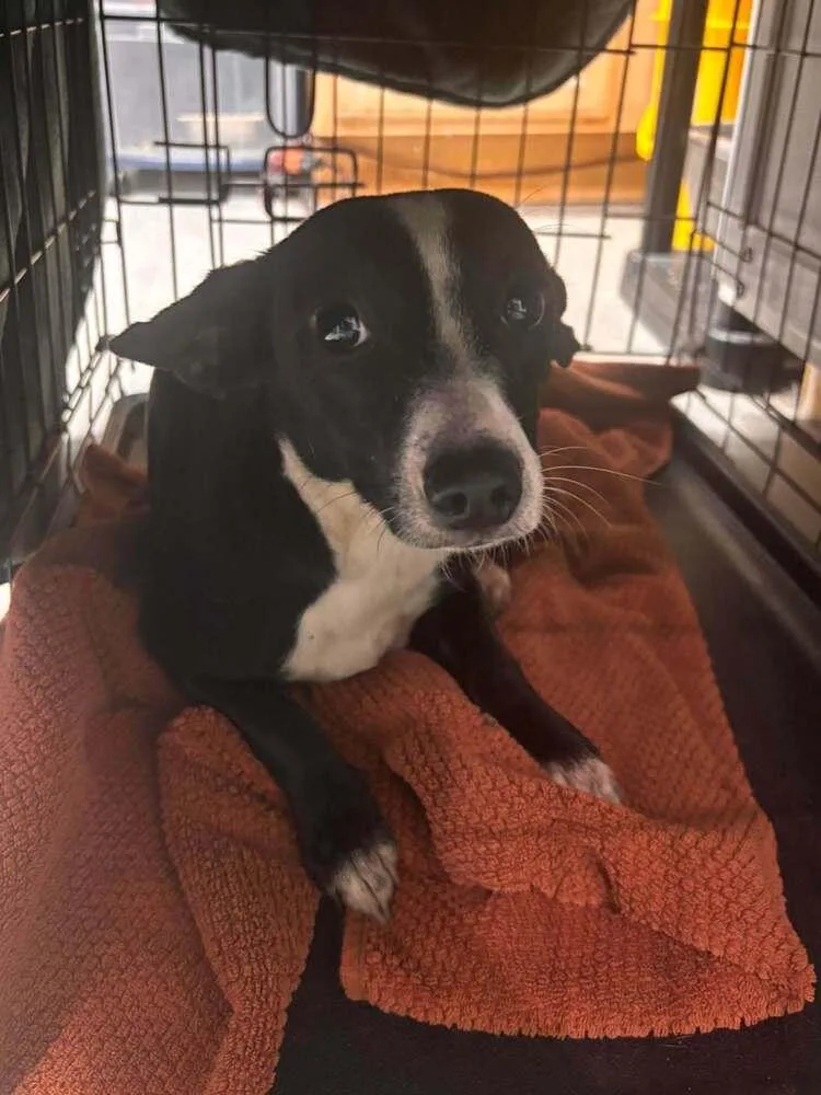 An adult small-sized female Chihuahua dog named Annie Sue for adoption in Statesboro, GA