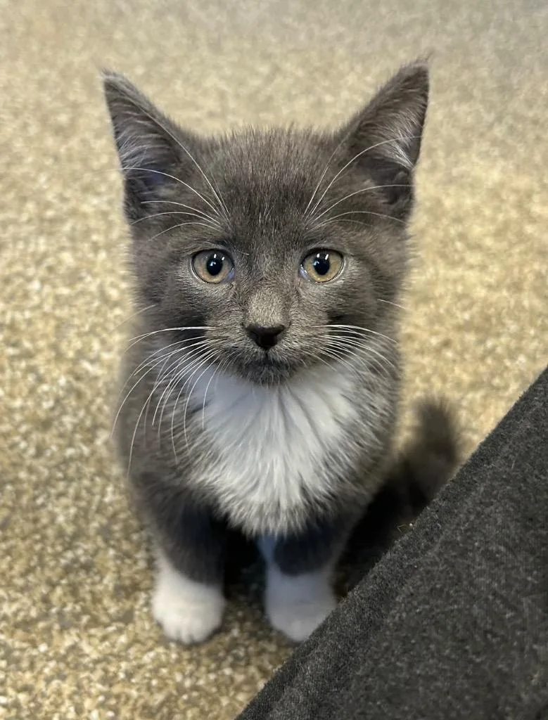 A baby small-sized male Domestic Short Hair cat named Loki for adoption in Spooner, WI