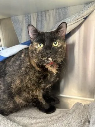 An adult medium-sized female Domestic Short Hair cat named Big Baby for adoption in Westland, MI