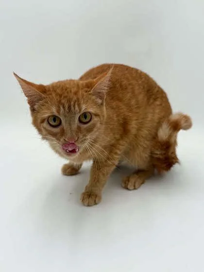 An adult small-sized female Domestic Short Hair cat named Zest for adoption in Bowling Green, KY