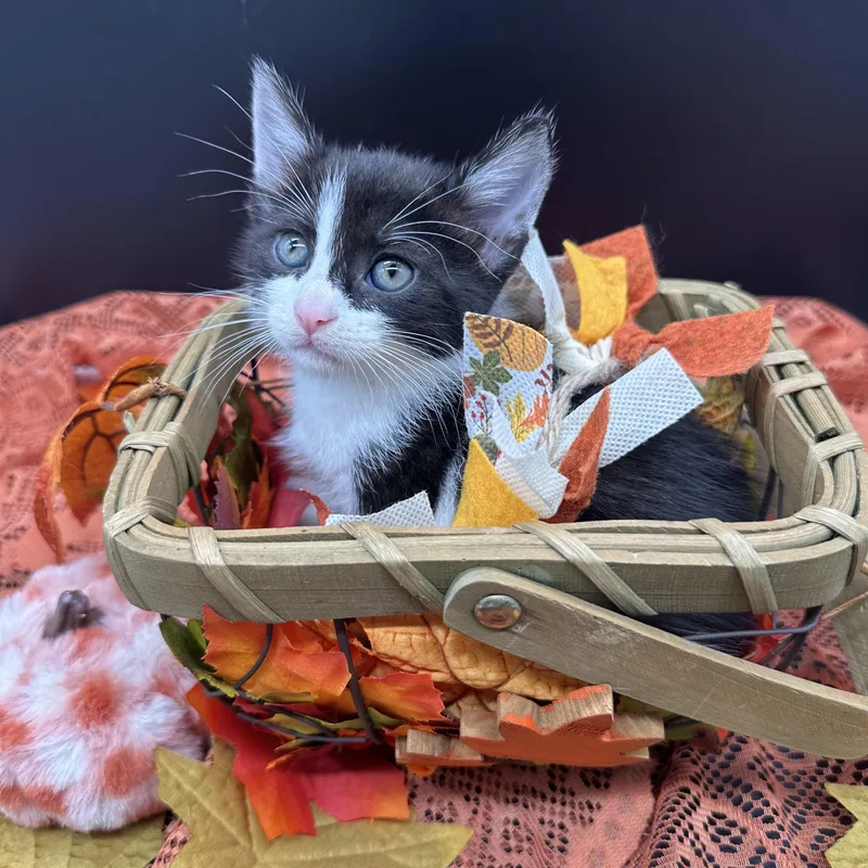 A baby small-sized female Black & White / Tuxedo Domestic Medium Hair cat named Poppy for adoption in HUNTINGTON BEACH, CA