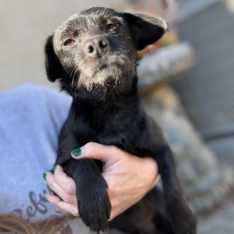 Mr. Goofball Mo thumbnail 2