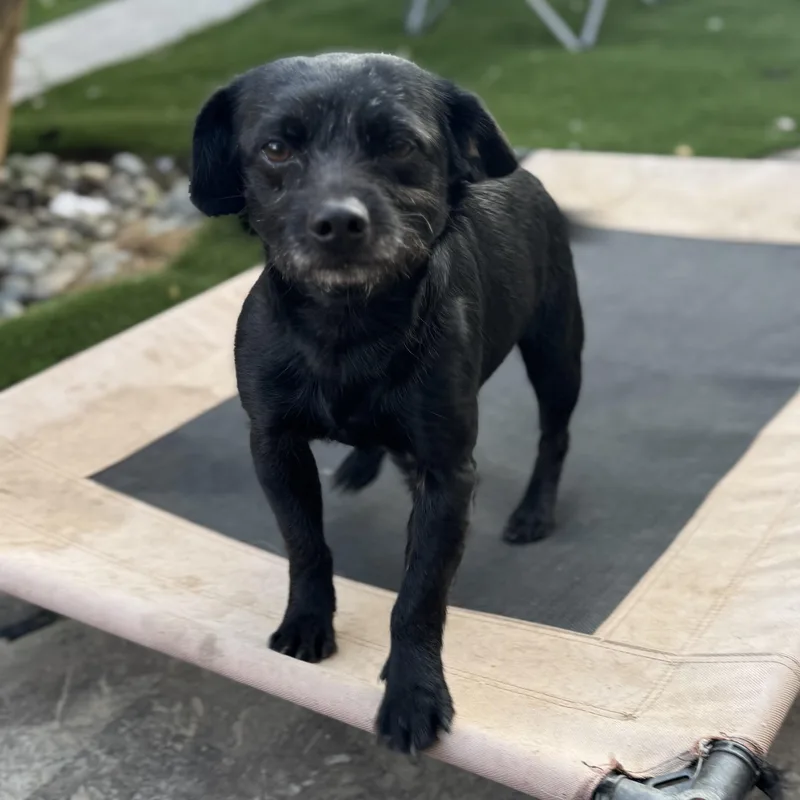 Mr. Goofball Mo thumbnail 3