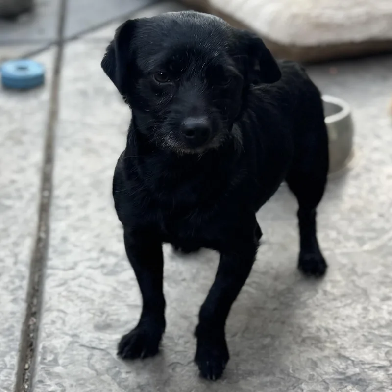 Mr. Goofball Mo thumbnail 4