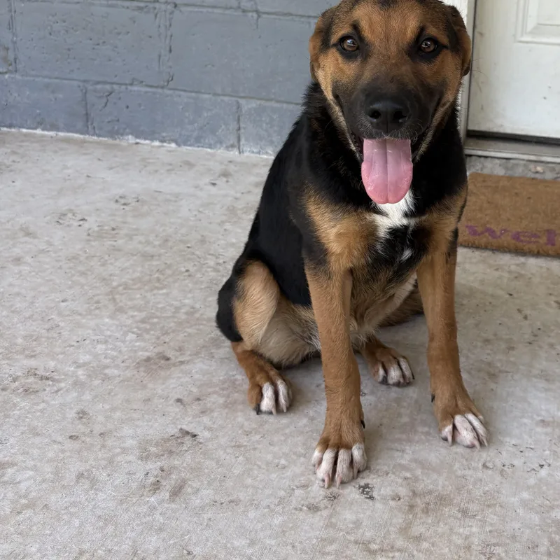 A baby medium-sized female Tricolor (Brown, Black, & White) German Shepherd Dog dog named Mercy for adoption in Boerne, TX