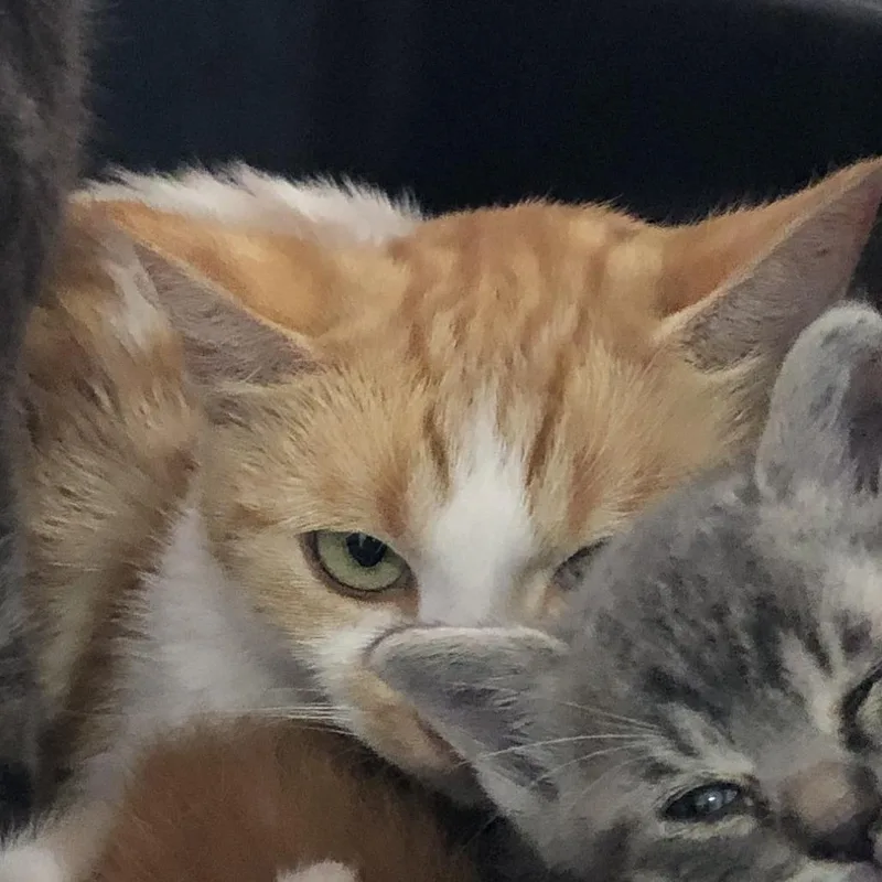 An adult medium-sized female Orange / Red Domestic Short Hair cat named Spark for adoption in Oak Park, IL