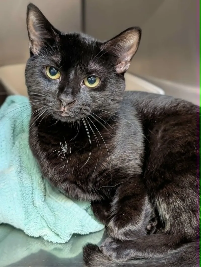 An adult large-sized male Black Domestic Short Hair cat named Steak 'Um for adoption in Chambersburg, PA
